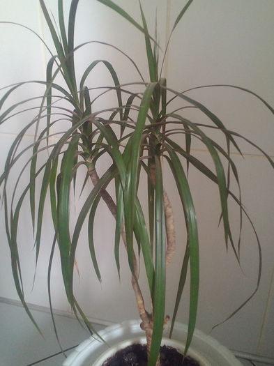 Dracena - Plante exotice