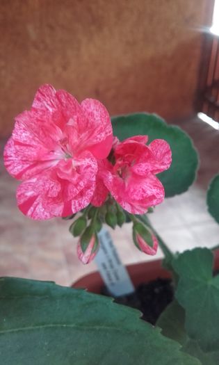 red explosion - muscate 2016