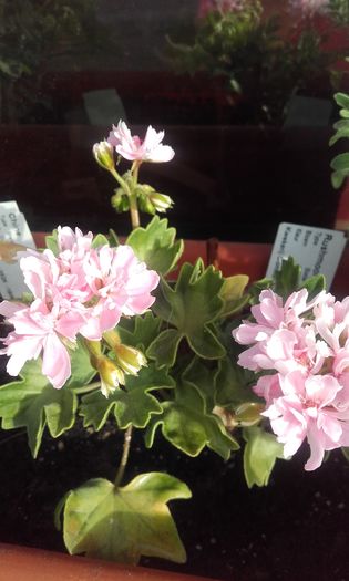 20160617_073120 - muscate 2016