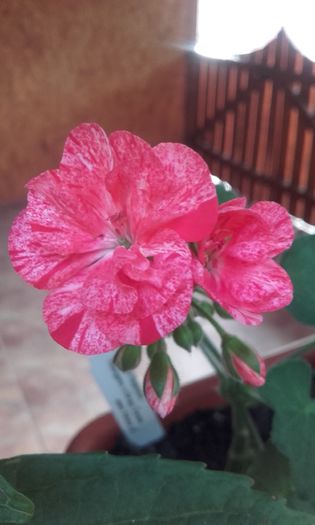 20160617_072928 - muscate 2016