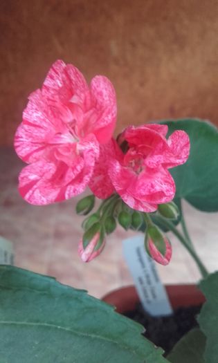 20160617_072919 - muscate 2016