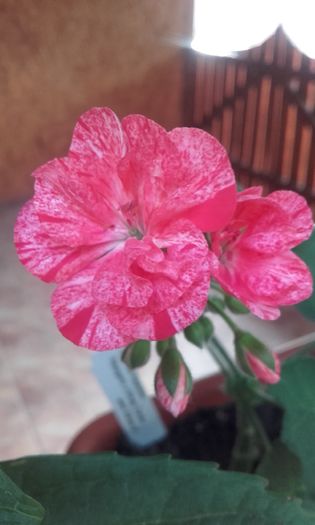 20160617_072925 - muscate 2016