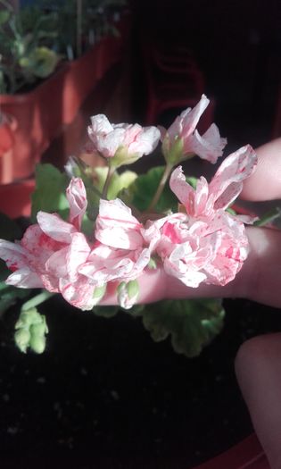 orange glitter - muscate 2016