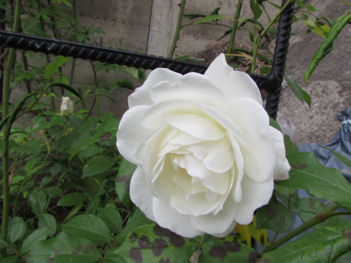 White New Dawn; Climber, Large-Flowered Climber.  Bred by L.E. Longley (United States, 1949).
