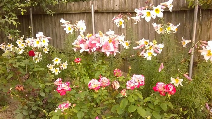 13442110_1142179402511092_384959957_o - Vara 2014-2017