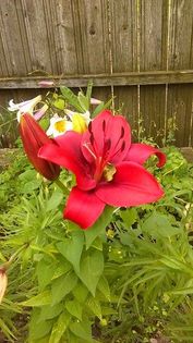 13453923_1142179525844413_2051139399_n - Vara 2014-2017