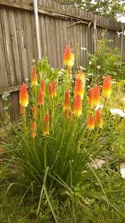 13454096_1142179645844401_450274351_n - Vara 2014-2017