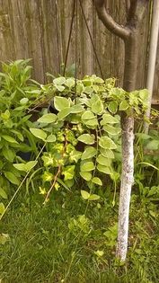 13472347_1142179312511101_143207524_n - Vara 2014-2017