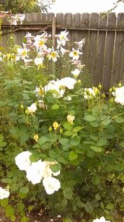 13474033_1142179555844410_1162168393_n - Vara 2014-2017