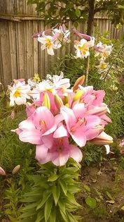 13479544_1142179509177748_2005785920_n - Vara 2014-2017