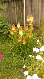 13479563_1142179349177764_975843089_n - Vara 2014-2017