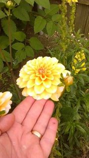 13479872_1142179442511088_1221468403_n - Vara 2014-2017