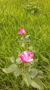 13479888_1142179409177758_1159213197_n - Vara 2014-2017