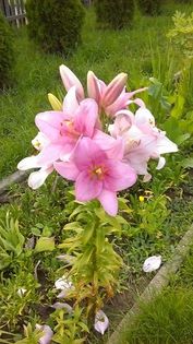 13435713_1140750909320608_736458096_n - Vara 2014-2017