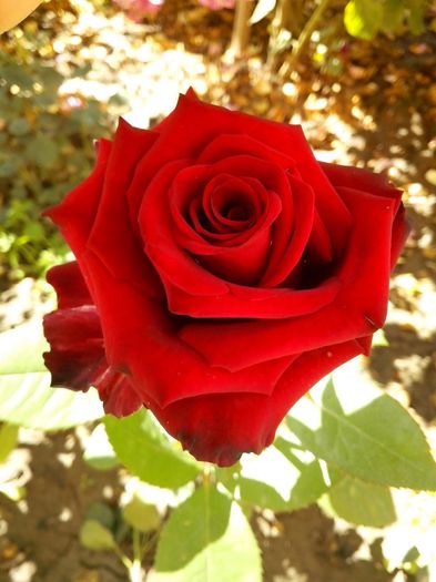 nr 76 - 0 TRANDAFIRI DIMOV 2016