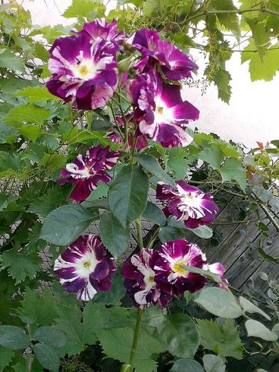 purple splash - 0 TRANDAFIRI 2016