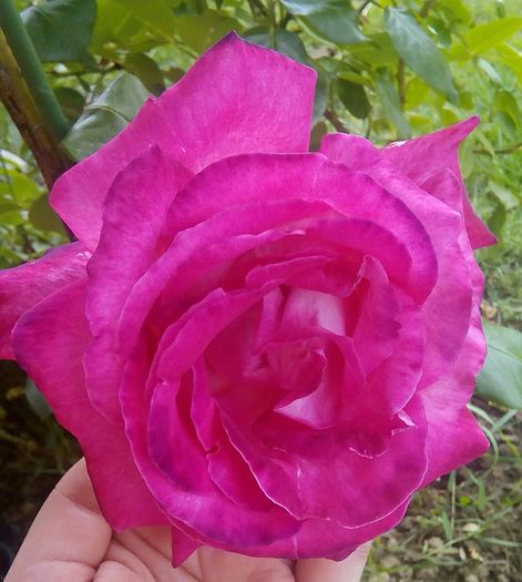 IMG_20160611_111718 - Cei mai frumosi trandafiri