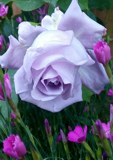 IMG_20160606_220941 - Cei mai frumosi trandafiri