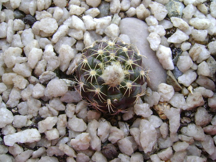 Frailea schilinzkyana