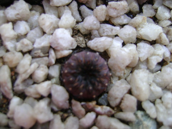 Frailea castanea