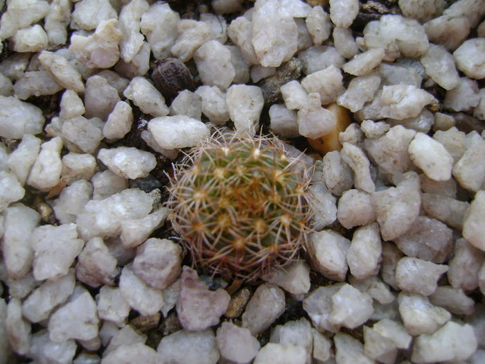 Frailea pulcherrima - Cactusi 2016