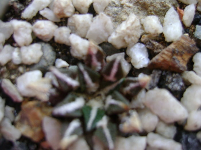 Ariocarpus kotschoubeyanus v. elephantidens