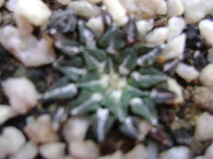 Ariocarpus kotschoubeyanus v. macdowelii