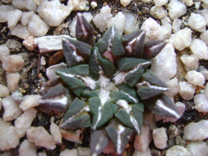 Ariocarpus kotschoubeyanus v. albiflora