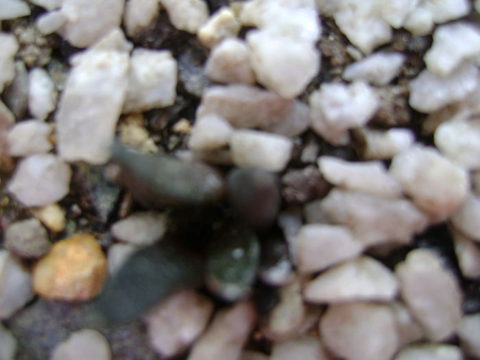 Ariocarpus fissuratus v. hintonii