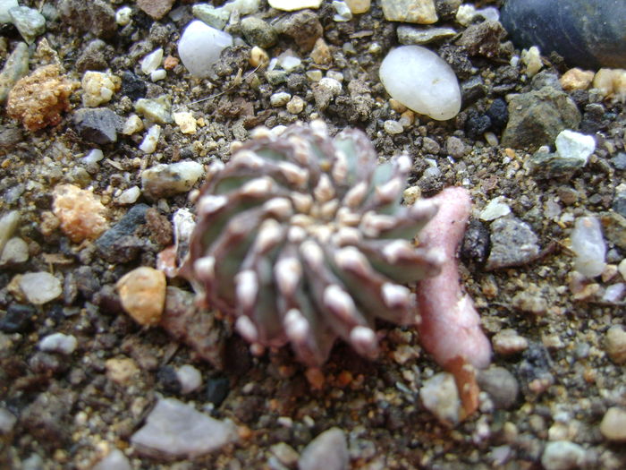Geohintonia mexicana