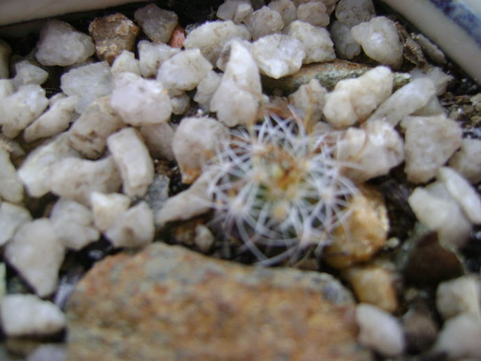 Turbinicarpus graminispinus