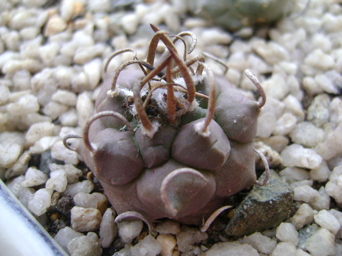 Turbinicarpus schwarzii v. rubriflorus