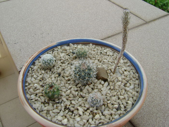 Grup de 6 Gymnocactus (Turbinicarpus); Gymnocactus beguinii, zaragozae, knuthianus, subteraneus, viereckii, sauerii v.nelissae
