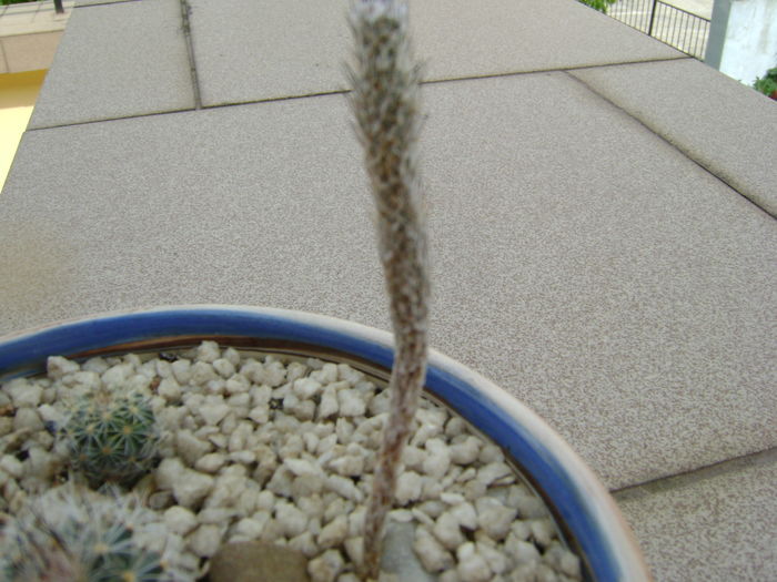 Gymnocactus (Turbinicarpus) subteraneus