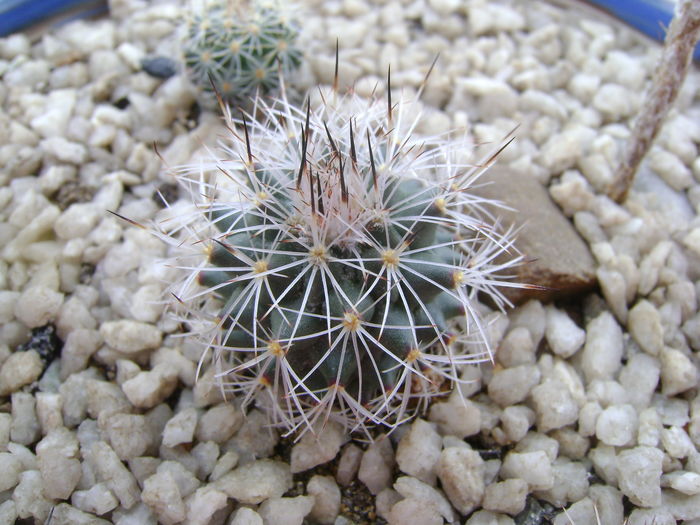 Gymnocactus beguinii