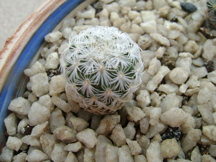 Gymnocactus (Turbinicarpus) zaragozae
