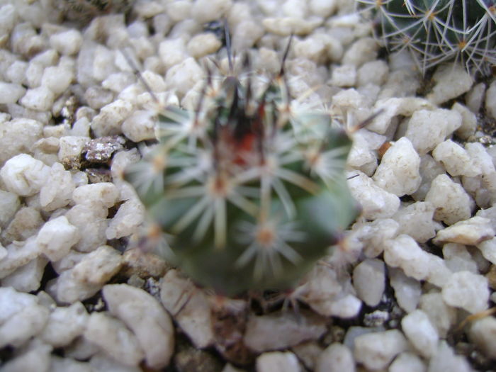 Gymnocactus (Turbinicarpus) viereckii