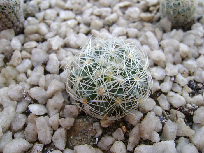 Turbinicarpus graminispinus
