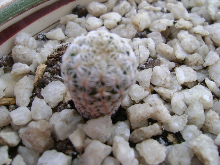 Turbinicarpus krainzianus v. lausserii