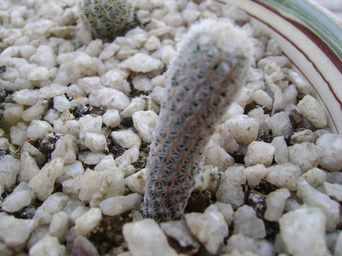 Turbinicarpus krainzianus v. minimus