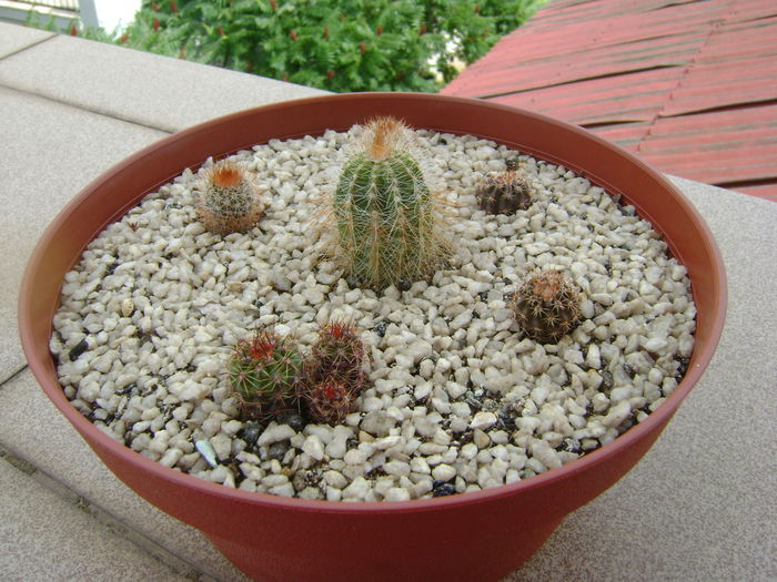 Grup de 6 Notocactus; Notocactus magnificus, scopa, schlosseri(2), sp.(2)

