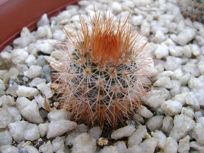 Notocactus scopa