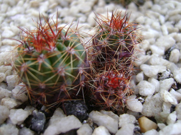 Notocactus schlosseri - Cactusi 2016