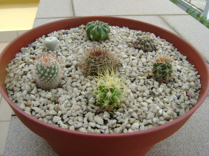 Grup de 7 cactusi - Cactusi 2016