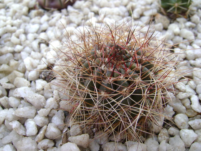 Lobivia arachnacantha v. densiseta