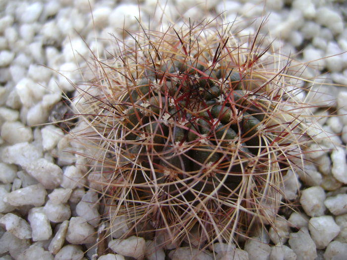 Lobivia arachnacantha v. densiseta