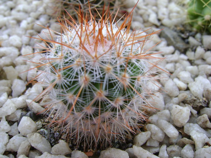 Notocactus scopa