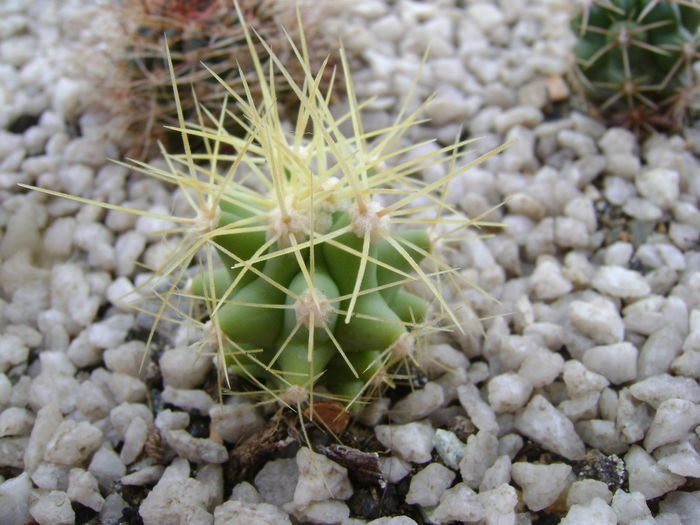 Ferocactus glaucescens