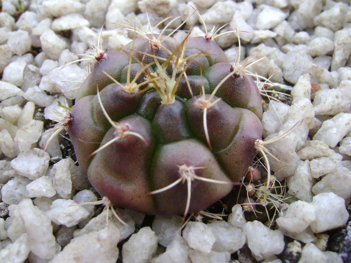 Gymnocalycium anisitsii