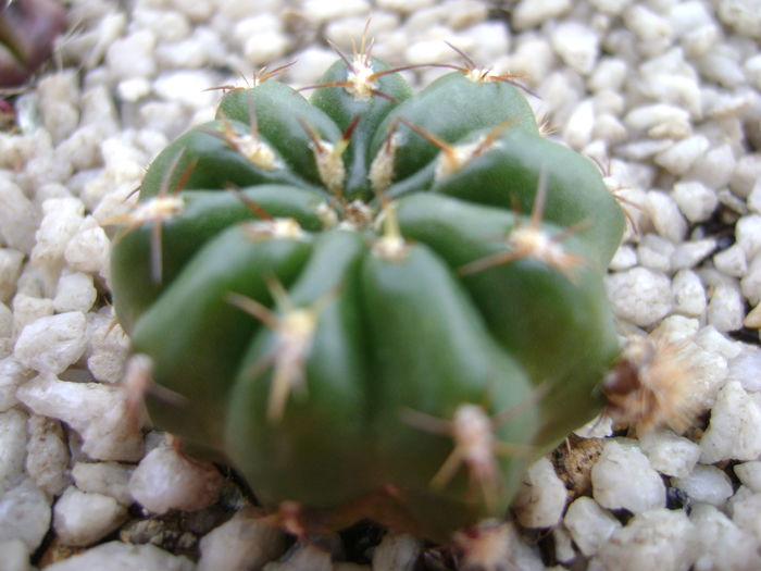 Matucana polzii